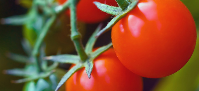 Blog Landing Tomato Maker 680x310