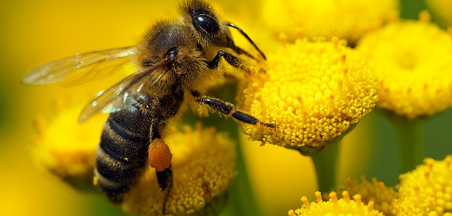 Bee Friendly Blog Lander 648x310