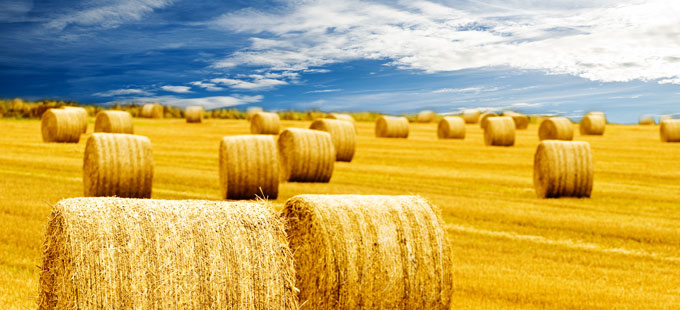 Blog Landing Hay Maker 680x310