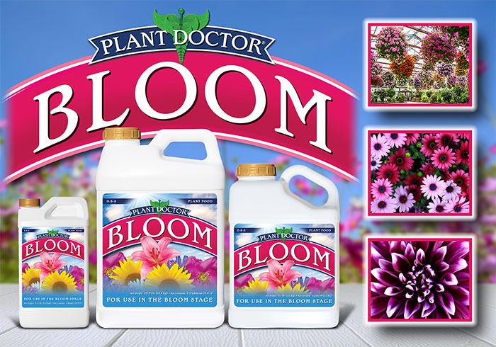 Bloom Landing1